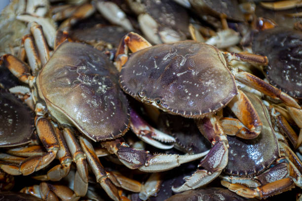 istock Live Dungeness Crabs Offloaded Into Shipping Totes 1252763230