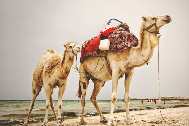 A side profile of a camel's face, following it's shepherd.