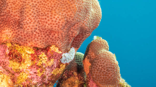 paisaje marino en aguas turquesas de arrecife de coral en mar caribe / curazao con lechuga sea slug y coral - beach coral close up water fotografías e imágenes de stock
