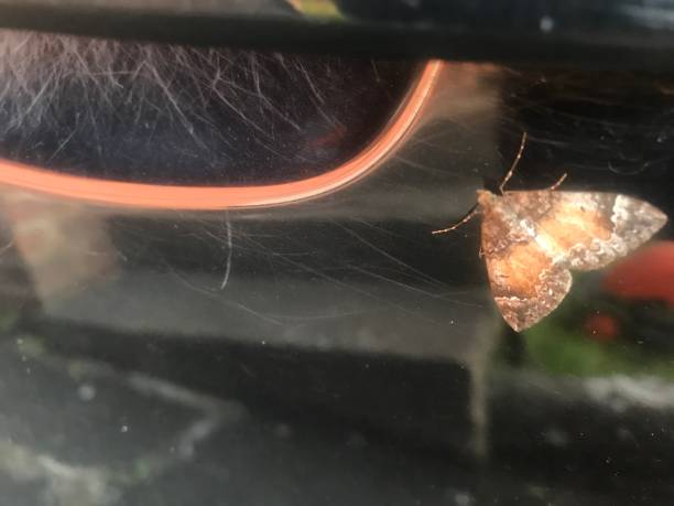 istock Butterfly enjoying the summer sunshine 1252764585