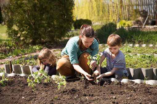 Mom and two kids planting seedling In ground on allotment in garden