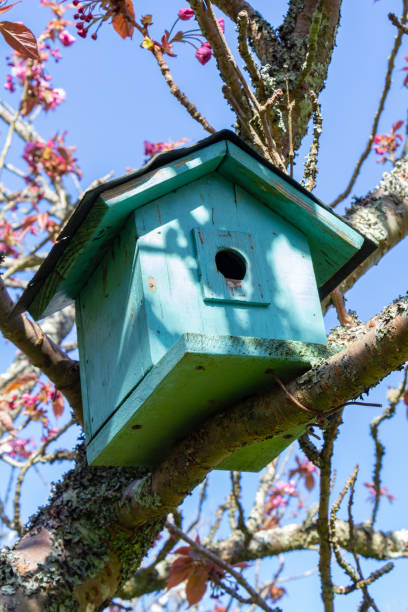 istock Green birdhouse in a tree 1252769273