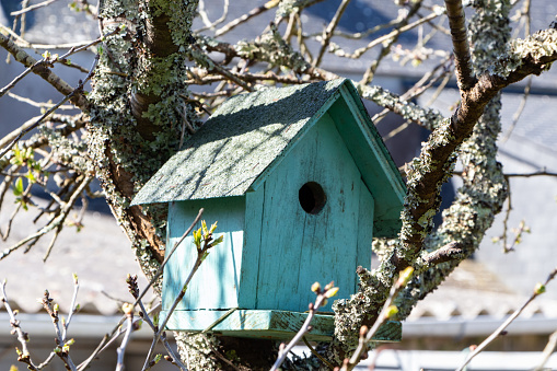 Green birdhouse between the branches of a cherry tree