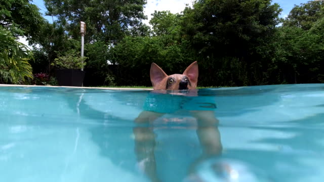 Teen goofing around in the pool with a dog mask