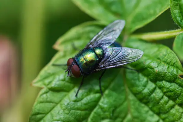 Green bottle fly texture macro, insect sitting on a leaf, detailed picture of eyes, wings and bristle hair.