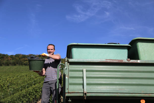 istock Harvesting grapes / Harvesting grapes by a combine harvester 1252770645