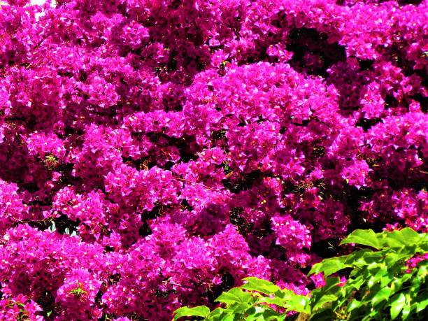 Bougainvillea  Flowers.