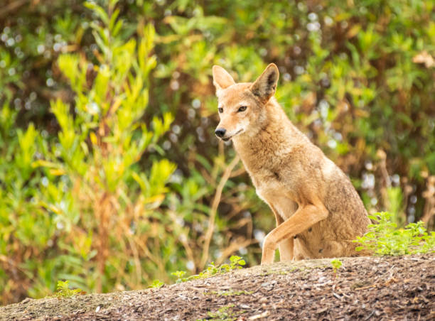 istock Mother coyote ascending hill 1252778225
