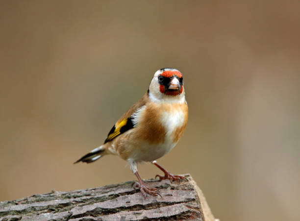 istock Goldfinch in the woods 1252786118