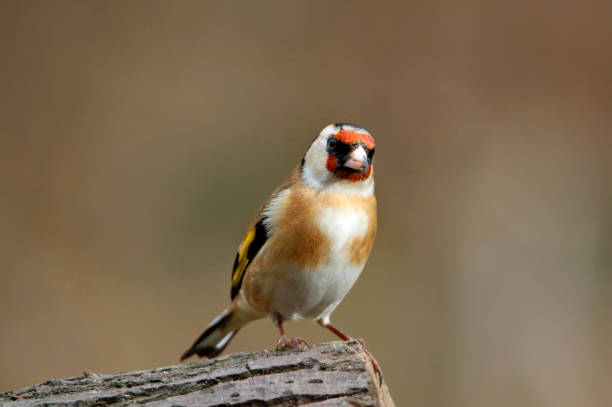 istock Goldfinch in the woods 1252786141