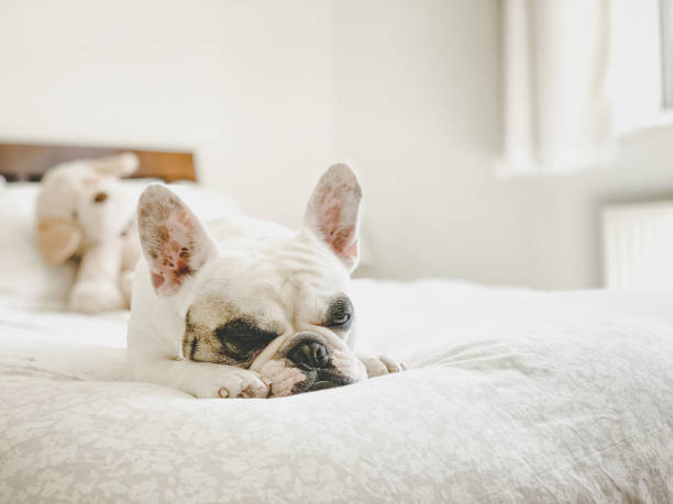 istock French Bulldog napping on bed 1252786349