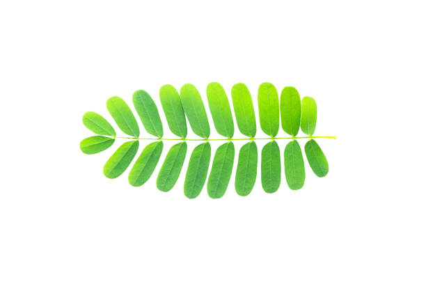 istock Tamarind leaves on white background. 1252786880
