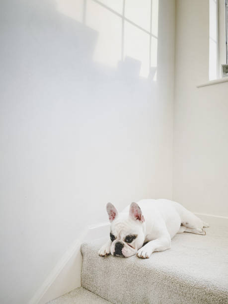 istock Dog lying on stairs landing 1252790379