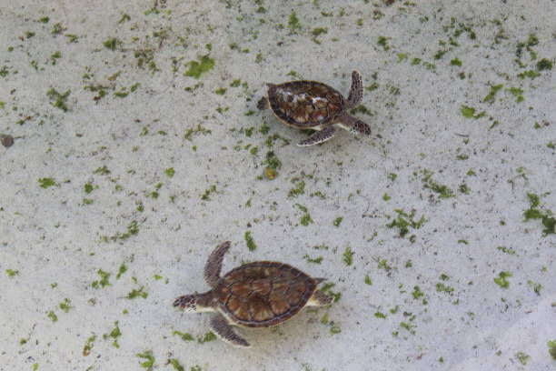 Two baby sea turtles in a pool at a resort