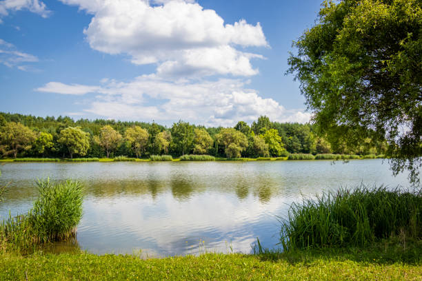 istock Small lake shore in summer time in Hungary 1252792858