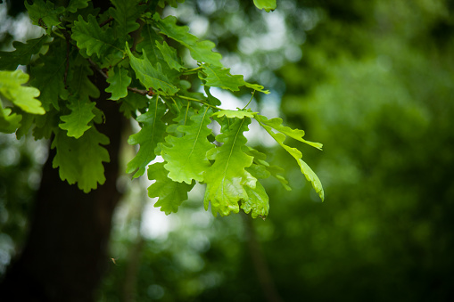 A selective focus shot of green oak leaves
