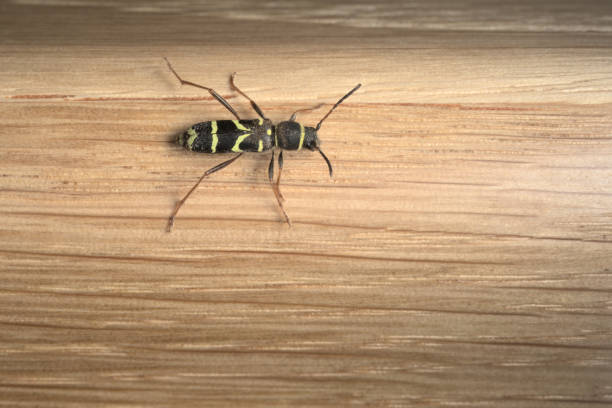 The striking and recognizable pattern on the back of a wasp beetle on oak background. useful for identification, larger depth of field.