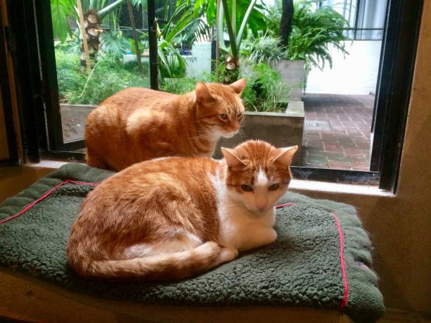 庭の猫 - kitten cats animals and pets formal garden ストックフォトと画像