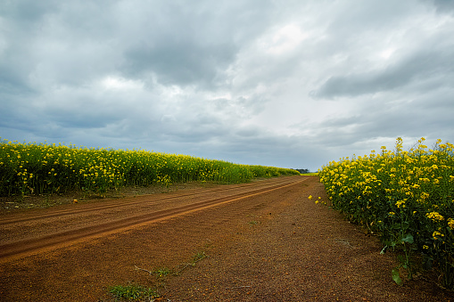 Yellow canola field in Western Australia
