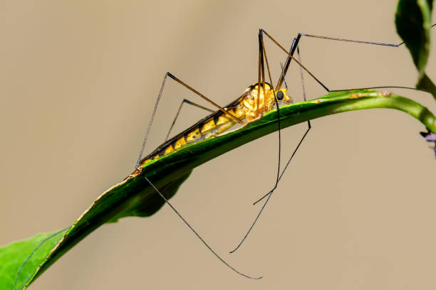 istock Closeup of a crane fly on a leaf 1252797631
