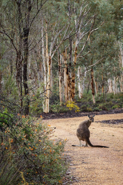 istock Kangaroo on a path through trees in Western Australia 1252798218