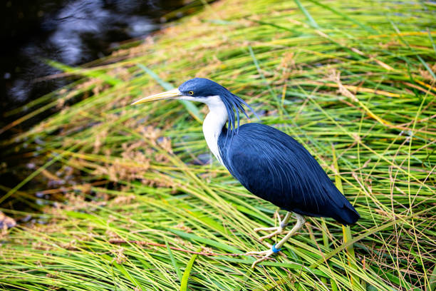 istock Australian pied heron wetlands bird 1252798326