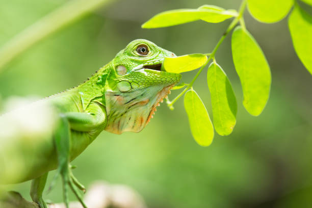 An arboreal iguana biting off a mouth full of fresh moringa leaves stock photo