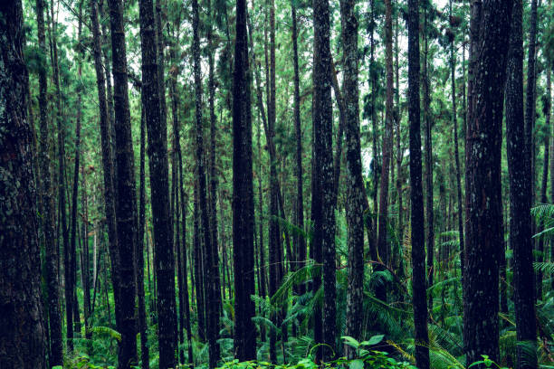istock natural place in sri lanka 1252801759