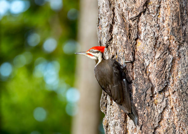 sterty dzięcioł " dryocopus pileatus " szuka żywności. - pileated woodpecker animal beak bird zdjęcia i obrazy z banku zdjęć