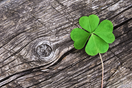 green four leaf clover on old gray wood background