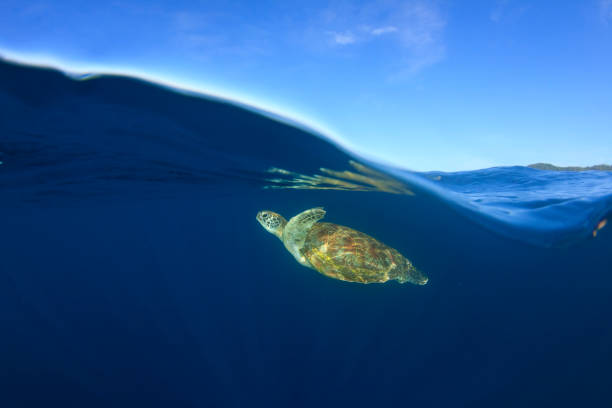 istock Green Sea Turtle underwater 1252804126