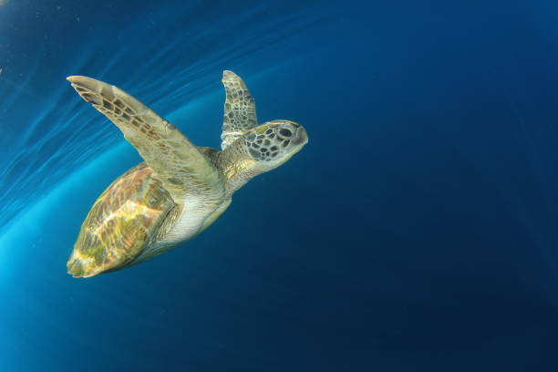 istock Green Sea Turtle underwater 1252804185
