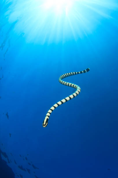 istock Banded Sea Snake 1252804707
