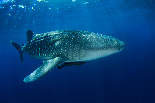 Whale Shark underwater swimming in ocean surrounded by fish
