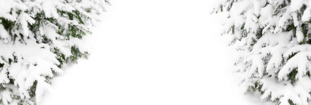 istock Green fir branches covered by snow on white background isolated closeup, winter pine tree corner border, snowy spruce frame, new year festive banner template, christmas holiday design, text copy space 1252808195