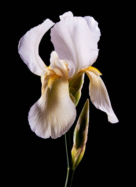 istock Close-up macro of Japanese / Bearded Iris 1252810863