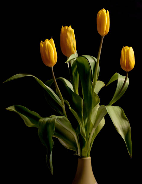 istock Close-up yellow tulips in a vase 1252810878