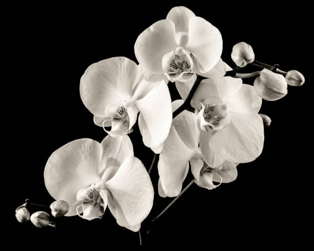 istock Black and white close-up of a budding orchid flower 1252810880