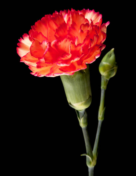 istock Close-up macro of budding red Carnation flower 1252810890