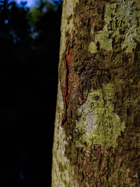 istock This is the jackfruit trees bark close-up shot when sunlight falling on the tree. 1252811630