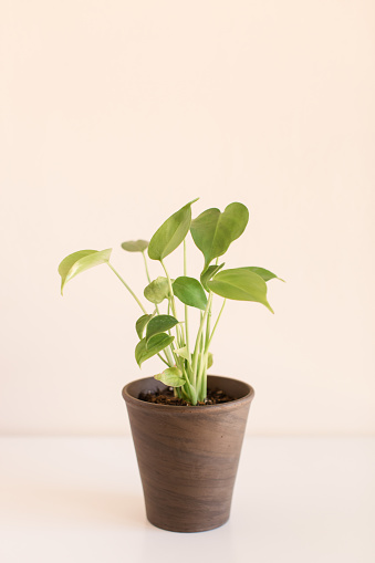 A Baby Green Monstera Deliciosa 'Swiss Cheese Plant' Houseplant.
