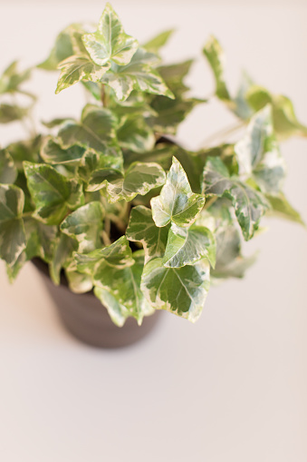 Green and cream Variegated Hedera Helix 'Mint Kolibri Ivy' Plant in bright natural light. Variegated Ivy houseplant.