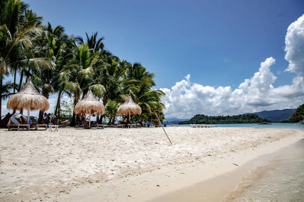 istock Palms and sunbeds in a tropical beach 1252813908