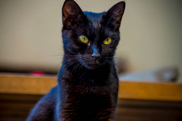 istock black cat with green eyes on wooden bench 1252815074