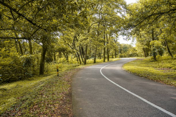 istock Quiet roads in the autumn forest with yellow leaf 1252816784