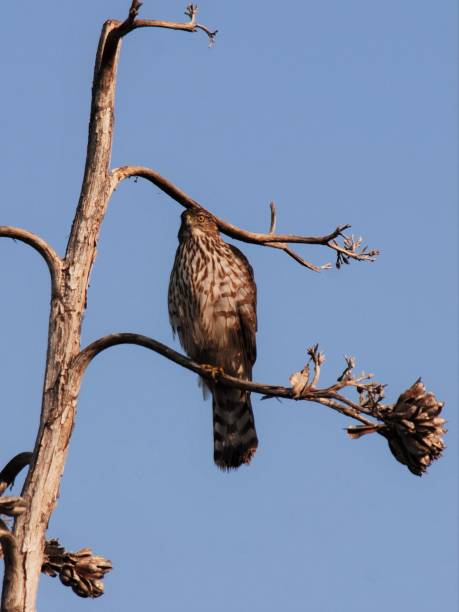 istock Cooper's Hawk in a dead agave stalk 1252817568