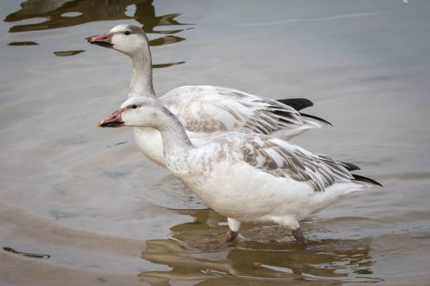 istock Snow geese swimming 1252817643