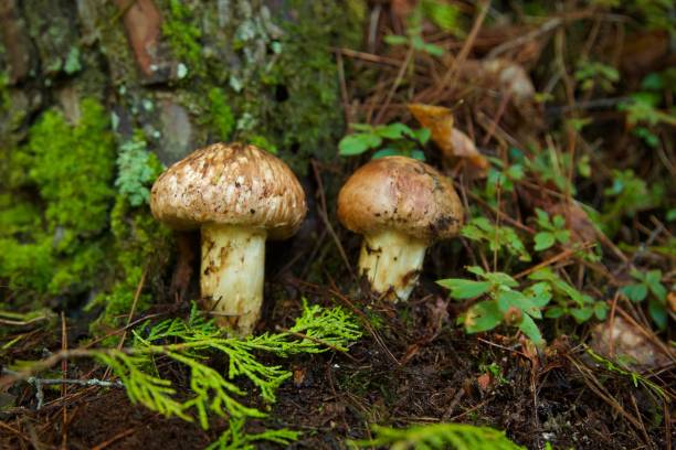 matsutake matsutake matsutake mushroom stock pictures, royalty-free photos & images