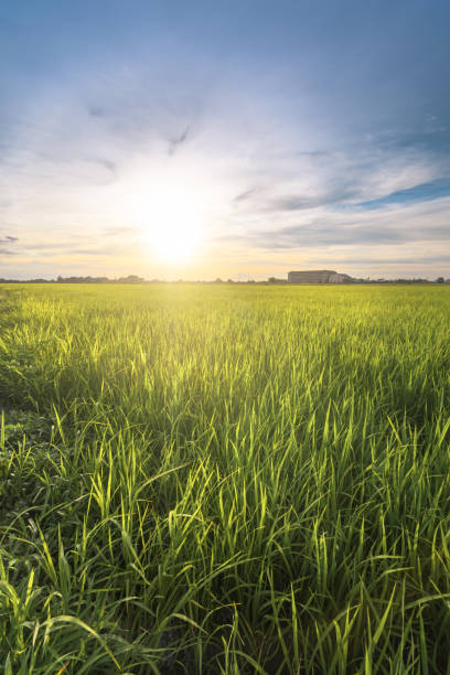 istock Scenic View of Farm Against Sky During Sunset 1252821710