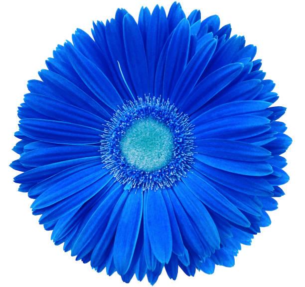 istock gerbera flower blue Flower isolated on a white background. No shadows with clipping path. Close-up. Nature. 1252822558